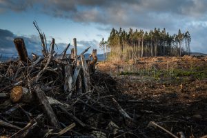 Commercial logging: prices, profits, revenues and costs. Understand logging the fast way. How do logging companies make money? brown and green grass field under cloudy sky during daytime
