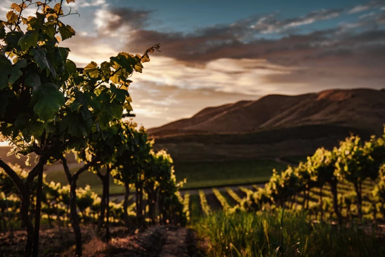 How do vineyards make money?